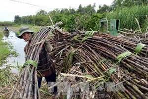 Hơn 100 vụ cháy mía với diện tích 135 ha ở Tây Ninh