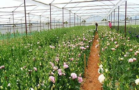 Thêm 5 loại hoa được cấp nhãn hiệu độc quyền