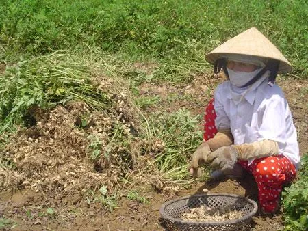 Nhiều nông dân nghèo bị lừa vì cả tin thương lái