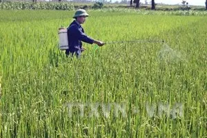Cần Thơ: Hơn 9.500ha lúa Đông Xuân bị sâu bệnh