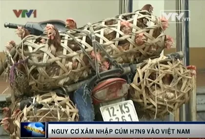Nguy cơ cúm A/H7N9 xâm nhập vào Việt Nam là rất lớn