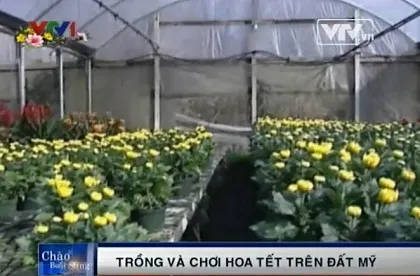 Người Việt trồng và chơi hoa Tết trên đất Mỹ 