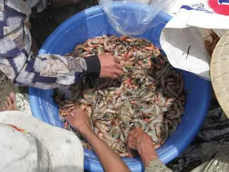 Tôm thẻ chân trắng thả nuôi chết hàng loạt