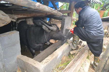 Nông dân Sa Pa điêu đứng vì gia súc chết rét 
