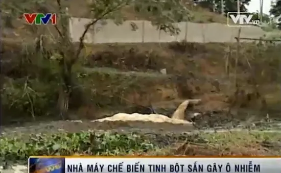Yên Bái: “Sống mòn” vì nhà máy chế biến tinh bột sắn