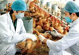 Bến Tre công bố dịch cúm gia cầm