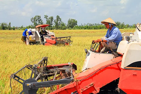 Doanh nghiệp "bẻ kèo" - thách thức của cánh đồng lớn