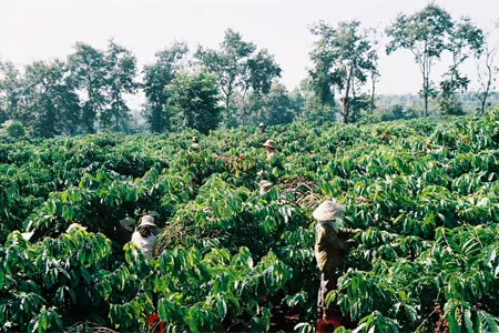Mưa trái mùa giải "cơn khát" cho Tây Nguyên, Nam Bộ