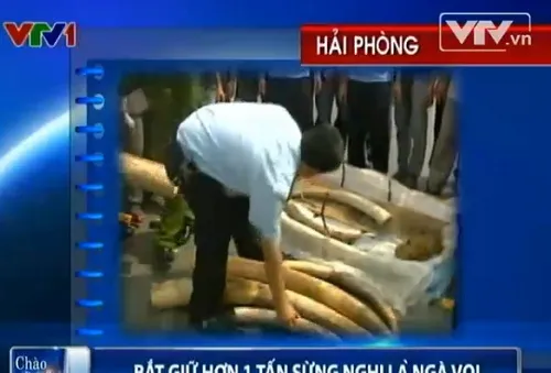 Bắt giữ hơn 1 tấn sừng bị nghi là ngà voi nhập trái phép