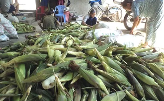 Tin đồn thất thiệt, người trồng bắp lao đao   