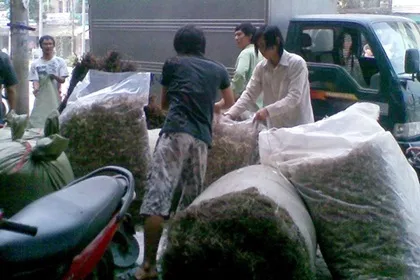 Thiếu quy hoạch vùng dược liệu, người dùng phải trả giá cao   