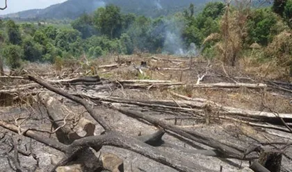Rừng Khu bảo tồn Núi Ông đang bị tàn phá
