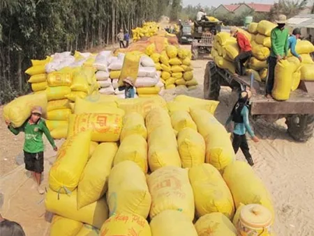 Lãi suất vay mua tạm trữ thóc gạo không quá 7%/năm   