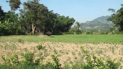 Quảng Nam: Bò tót húc chết 1 người, 4 người bị thương 