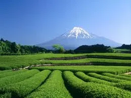 Shizuoka - ốc đảo bình yên của nước Nhật
