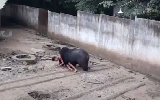 trêu chọc gấu: Tin tức, Video, hình ảnh trêu chọc gấu