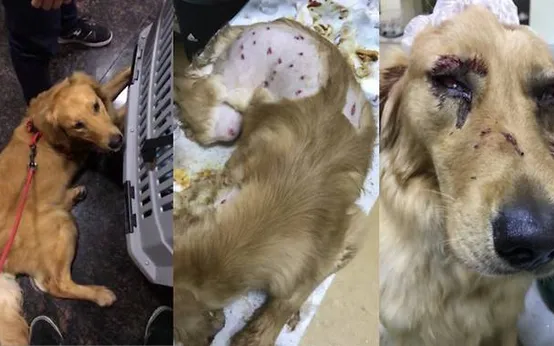 bạo h&agrave;nh ch&oacute;: Tin tức, Video, h&igrave;nh ảnh bạo h&agrave;nh ch&oacute;