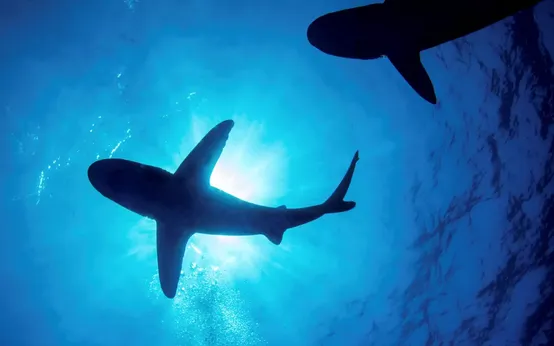 cá mập tấn công: Tin tức, Video, hình ảnh cá mập tấn công