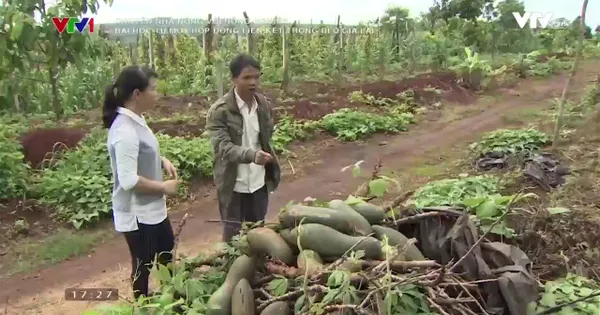 Đổ xô trồng bí, nông dân Chư Sê trận "trái đắng" vì doanh nghiệp bỏ của chạy lấy người