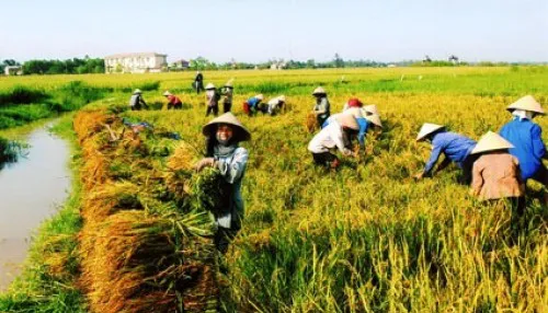 Mô hình HTX kiểu mới trong nông nghiệp (17h25, ngày 24/2, VTV1)