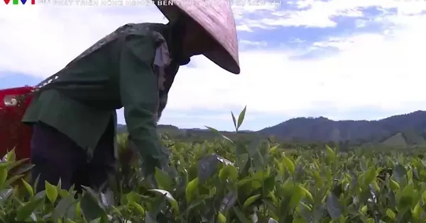 Phát triển nông nghiệp bền vững nhìn từ sự liên kết