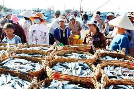 Quảng Bình phục hồi nuôi trồng thủy sản sau sự cố môi trường biển (17h25, ngày 10/3, VTV1)