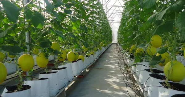 Phát triển nông nghiệp công nghệ cao nhìn từ Thanh Hóa