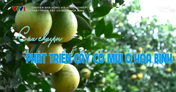 Chuyện nhà nông với nông nghiệp: Phát triển cây có múi ở Hòa Bình