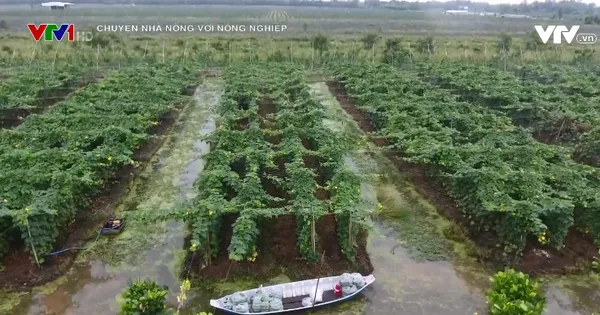 Chuyện nhà nông với nông nghiệp: Nông nghiệp Tiền Giang chuyển mình bằng đầu tư công nghệ cao