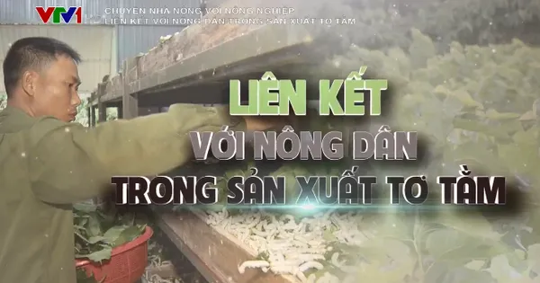 Chuyện nhà nông với nông nghiệp: Liên kết với nông dân trong sản xuất tơ tằm