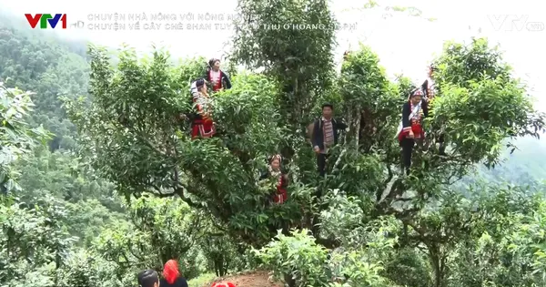 Chuyện nhà nông với nông nghiệp: Chuyện về cây chè shan tuyết cổ thụ ở Hoàng Su Phì