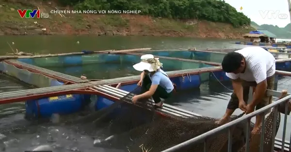 Chuyện nhà nông với nông nghiệp: Hiệu quả từ mô hình nuôi cá lồng ở Quỳnh Nhai