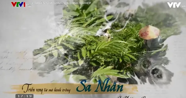 Chuyện nhà nông với nông nghiệp: Triển vọng phát triển cây sa nhân ở Phiêng Ban