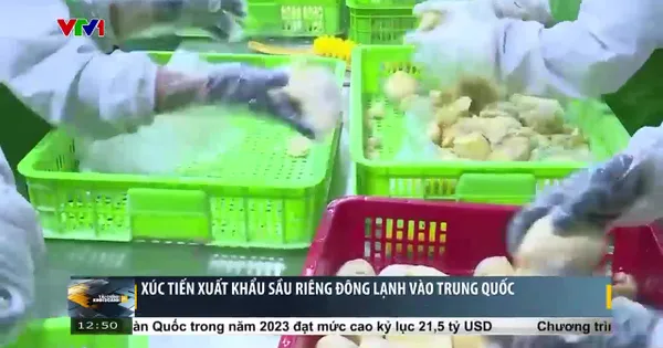 Giá trị xuất khẩu sầu riêng đông lạnh có thể đạt khoảng 300 triệu USD - Video đã phát trên VTV | VTV.VN