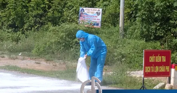 Cấp bách phòng chống dịch tả lợn châu Phi