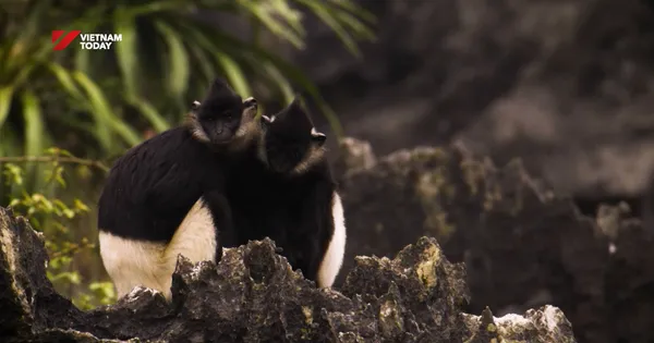 Delacour's langur - Treasure of Vân Long | Echoes of the Wild