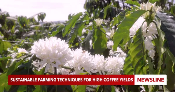 Sustainable farming techniques for high coffee yields