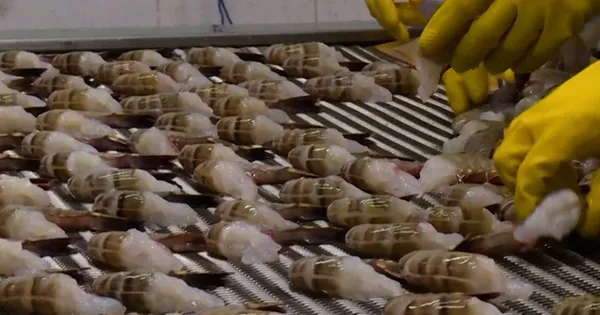 U.S. tariff cut boosts Việt Nam shrimp