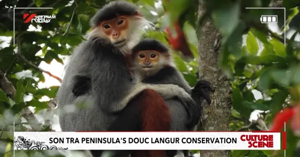Sơn Trà Peninsula's douc langur conservation