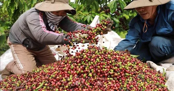 Cà phê lên gần 98.000 đồng/kg