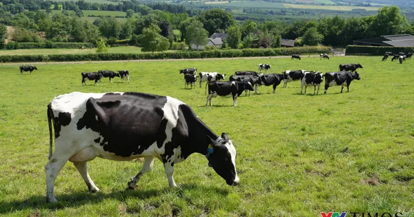 Từ đồng cỏ 5 thế hệ Ireland đến bàn ăn Việt: Sức hút của những giọt sữa “thuần tự nhiên”