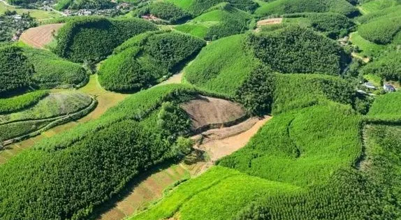 Thúc đẩy phát triển 1 triệu ha rừng trồng gỗ lớn