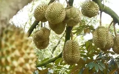 Xử lý nghiêm gian lận mã số vùng trồng, cơ sở đóng gói