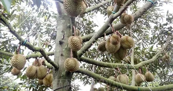 Nâng cao năng lực kiểm nghiệm nông sản xuất khẩu
