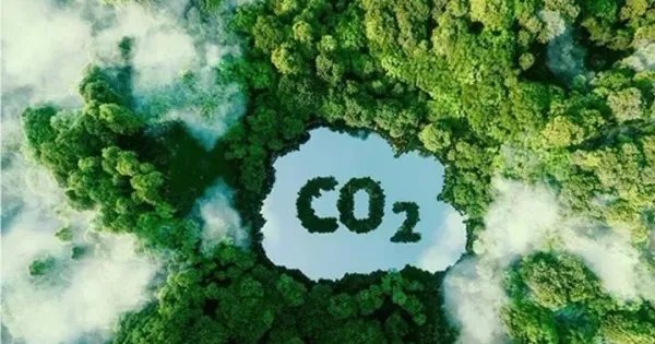 Phân quyền địa phương trong quản lý tín chỉ carbon