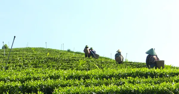 Chè Bình Sơn (Thanh Hóa) nâng giá trị từ vùng trồng nguyên liệu