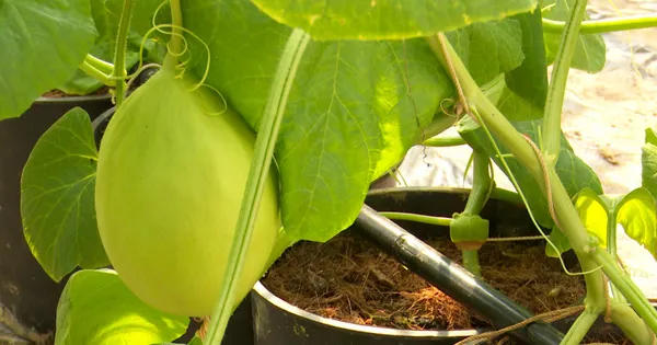 Dưa Kim Hoàng Hậu từ thử nghiệm đến sản xuất nông nghiệp công nghệ cao