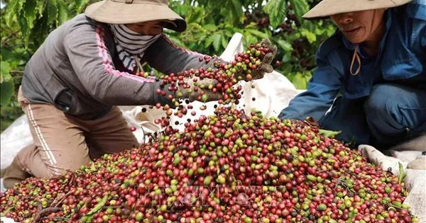Giá cà phê trong nước tăng