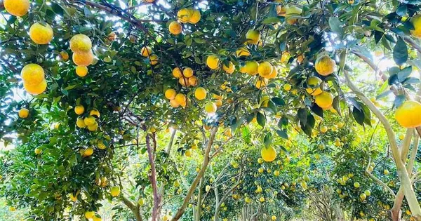 Thu hồi đất nông nghiệp đứng tên chồng, vợ có được hỗ trợ?