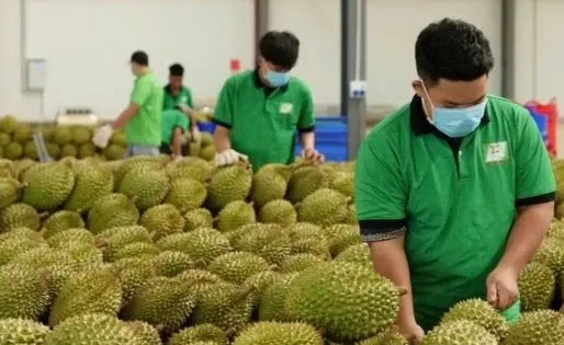 Rà soát tiêu chuẩn, giảm rủi ro cho nông sản xuất khẩu
